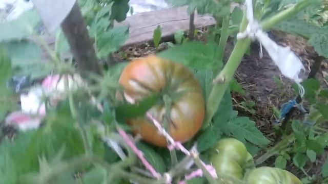 ОБЗОР СОРТА ДИКИЙ ФРЕД | ПОМИДОРЫ, ТОМАТЫ смотреть онлайн