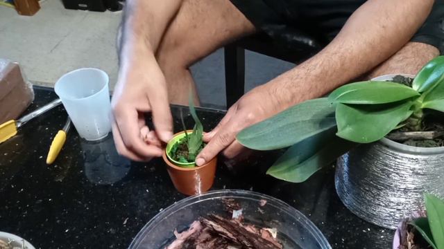 como cultivar orquídeas desde semillas смотреть онлайн