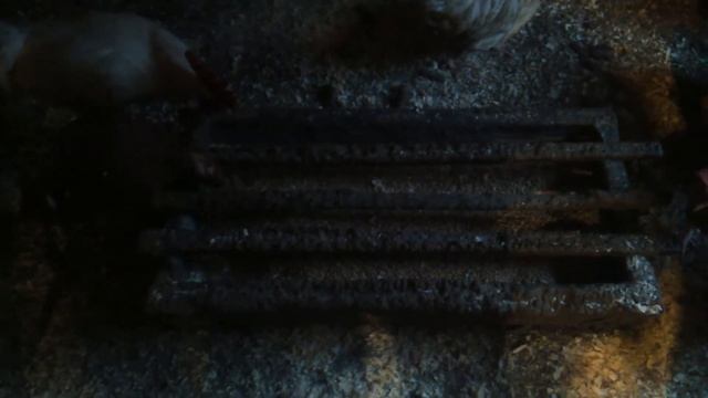 Зерносмесь для кур несушек. Кормление кур несушек зерном в домашних условиях. смотреть онлайн