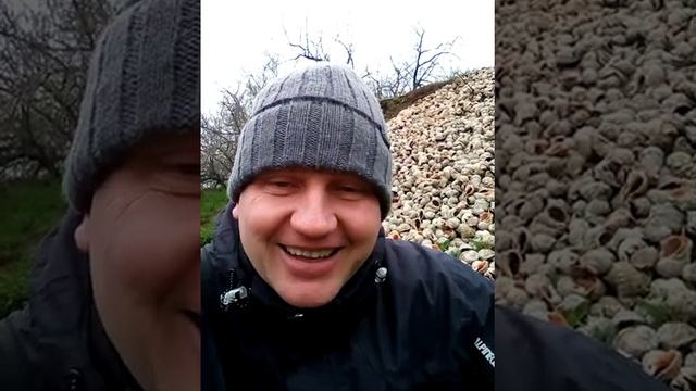 Ракушки рапана для ресторана смотреть онлайн