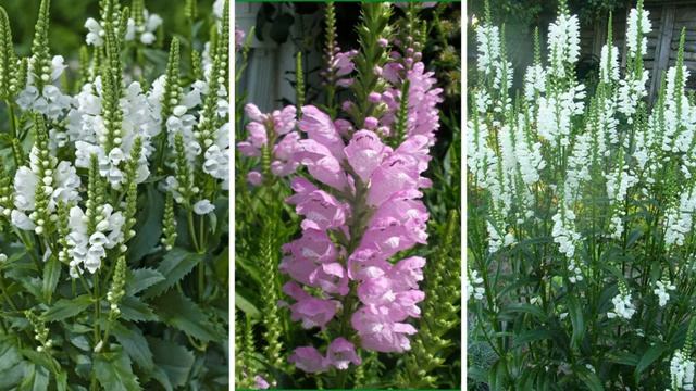 ПОСАДИТЕ эти ЦВЕТЫ в САДУ в АВГУСТЕ-НЕ ПОЖАЛЕЕТЕ! Эти цветы морозостойкие и неприхотливые. смотреть онлайн
