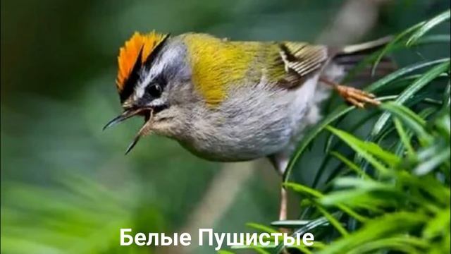 КОРОЛЕК?/Птицы/Животные/Интересные факты смотреть онлайн