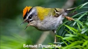 КОРОЛЕК?/Птицы/Животные/Интересные факты