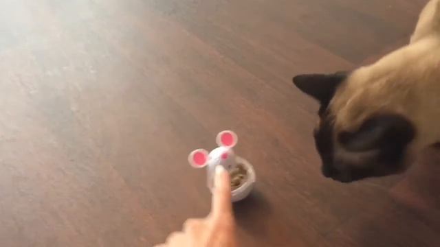 Сиамское добывание еды =^..^= смотреть онлайн