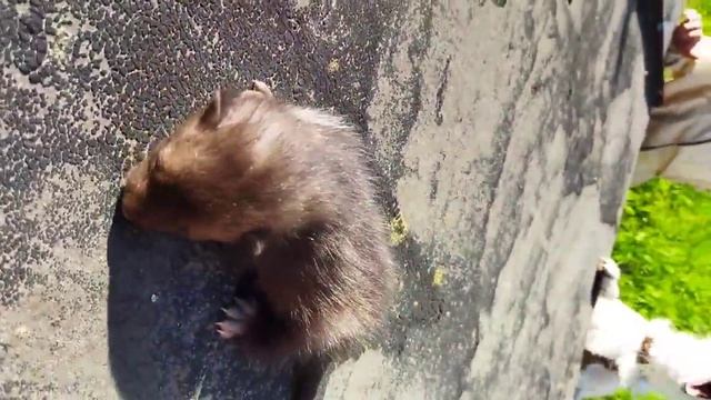 Спасаем детёныша Куницы. смотреть онлайн