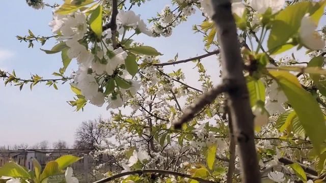 МОЛИТВА ПОКАЯНИЯ И ОЧИЩЕНИЯ!!!@PropovediSaltanenko смотреть онлайн