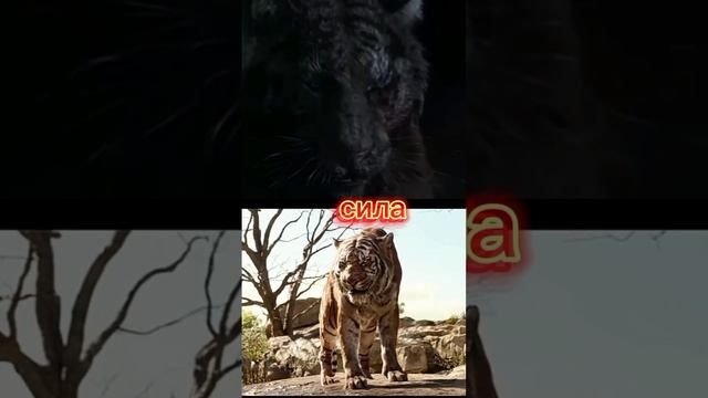 горный лорд (великий тигр) vs шерхан (книга джунглей 2016) смотреть онлайн