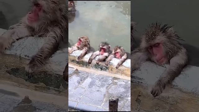 Обезьянки на чиле