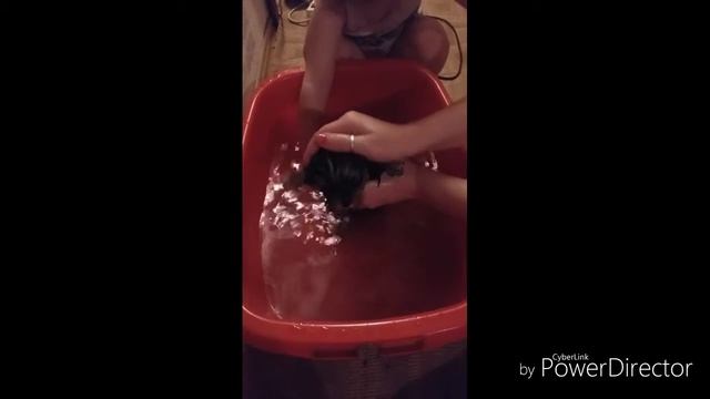 Как помыть маленького йорка