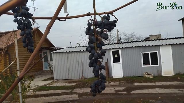 Кишмиш Джой смотреть онлайн