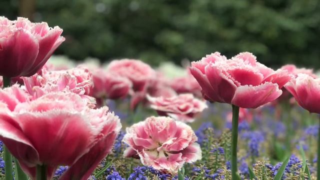 Keukenhof 2019 смотреть онлайн