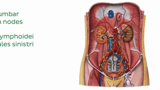 FULL VIDEO: Lymphatics of the urinary organs - Human Anatomy | Kenhub смотреть онлайн