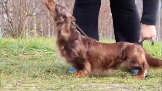 Желанный Наследник из Страны Грёз (питомник такс Из Страны Грёз) смотреть онлайн