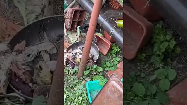 Ёжик, ёжик ,где ты был? смотреть онлайн