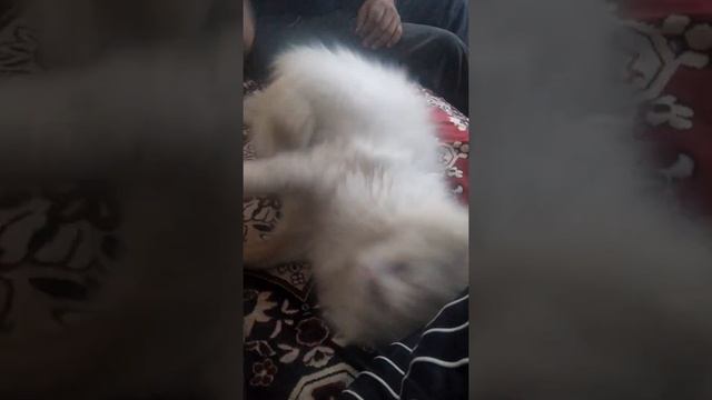 Кот с разными цветом глаз смотреть онлайн