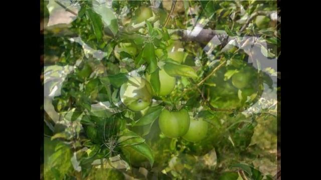 СОРТ ЯБЛОК ГРЕННИ СМИТ смотреть онлайн