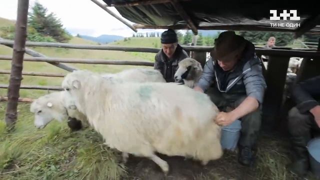 Как приготовить сыр 