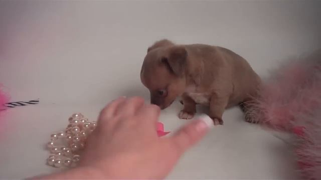 "Gordo" A Tiny Toy Chihuahua Blue Male Puppy From TinyPawsandClaws смотреть онлайн
