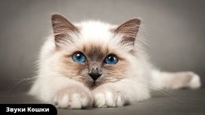Звуки кошек и котят . Милые котята и кошки голоса и разговоры