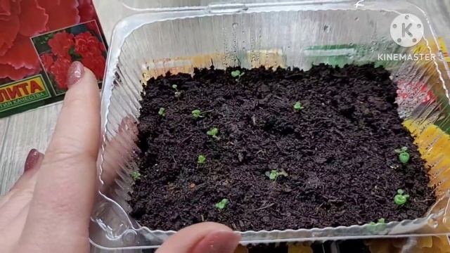 Выращивание бегонии из семян. Опыт и советы от Ани смотреть онлайн