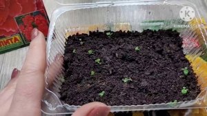 Выращивание бегонии из семян. Опыт и советы от Ани