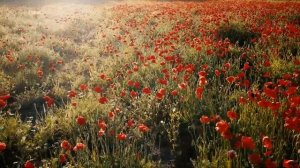 Французское маковое поле