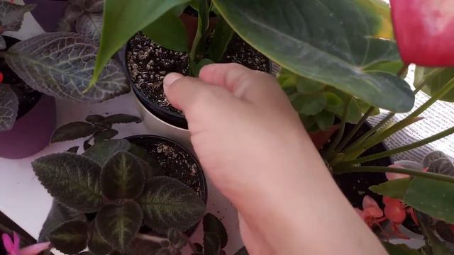 Обзор моих комнатных растений в конце Июня 2020 года. смотреть онлайн