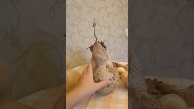 Декоративные тыквы_лагенария_декор смотреть онлайн