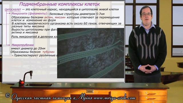 Подмембранные структуры клеток смотреть онлайн