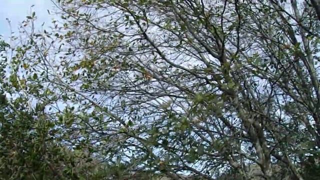 Spotlight on Trees Update: Oracle Oak (Quercus x morehus)- Winter Edition- 2/14/21 смотреть онлайн