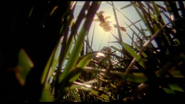 Adaptation. - "Spot Your Flower" смотреть онлайн