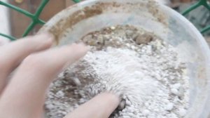 Минеральная подкормка голубям и птице