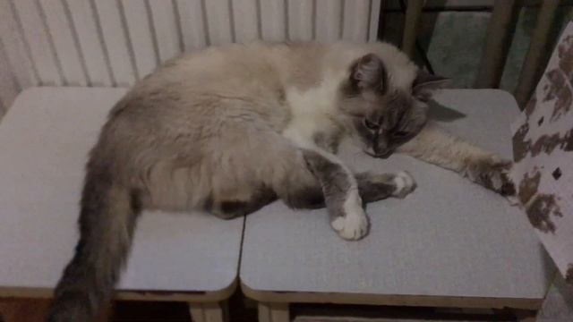 КОШКА МУСЯ НАМ НЕ ДОВЕРЯЕТ! ВСТРЕЧАТЬ И ПРОВОЖАТЬ ОТКАЗЫВАЕТСЯ! смотреть онлайн