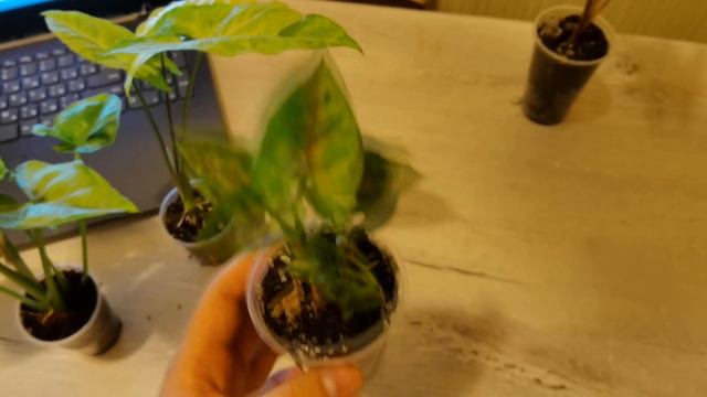 Как выглядят мои излишки ) смотреть онлайн