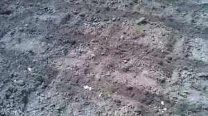 Посадка гарбуза, фасоли и кукурузы вместе, в одну лунку. Часть 1.
