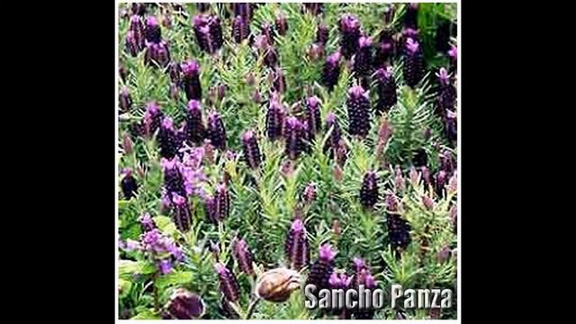 Sancho Panza Lavender Flower Spanish Lavender Lavandula Stoechas Seeds - SEEDS On  Www.MySeeds.Co