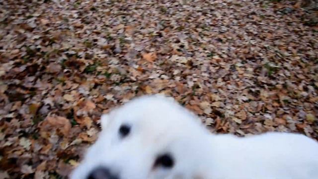 Polish Tatra Sheepdog. Qwczarek Podhalański.