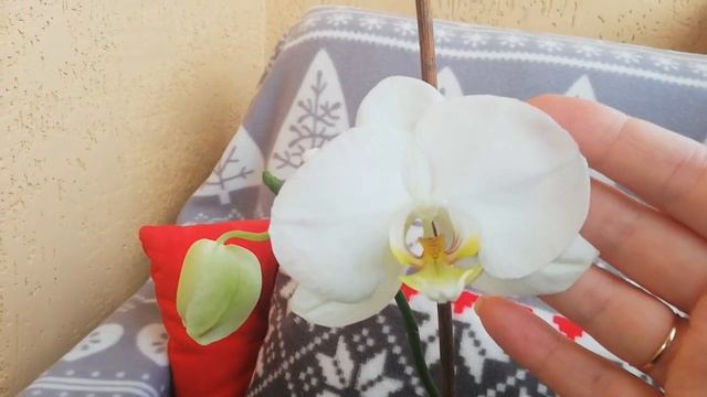 Обзор орхидей в январе/Орхидеи в доме/Орхидеи Фаленопсис Цветут - 2018/Victoria BY смотреть онлайн