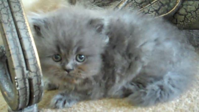Paz4PlayCattery.com Blue Elvis смотреть онлайн