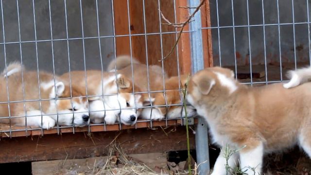 BB Zafar, щенок акита-ину смотреть онлайн