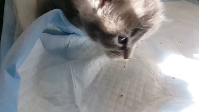 Котята 3 недели. смотреть онлайн