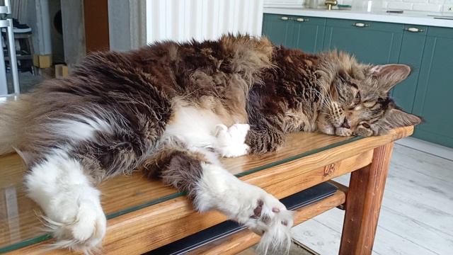 Наглый Кот Лоря🐱 спит на столе! смотреть онлайн