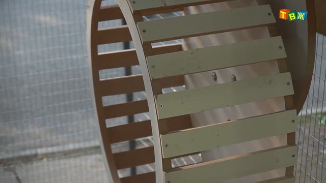 Белки в городе! смотреть онлайн