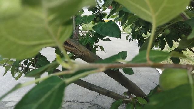 Тля на яблоне. Как обойтись без химии смотреть онлайн