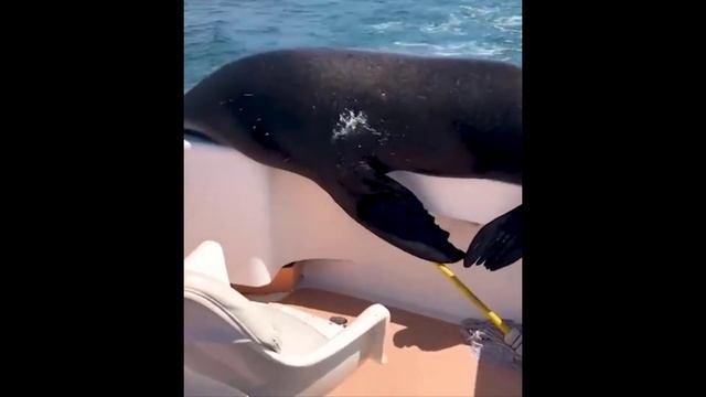 Funniest Cats And Dogs Videos  - Best Funny Animal Videos 2023