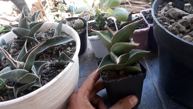 sansevieria samurai starfish dawrf - snake plant смотреть онлайн