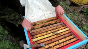 БОЛЕЕ 100 МЁДА С 16 РАМОЧНОГО УЛЬЯ, ГОДОВОЙ ЦИКЛ РАБОТЫ от А до Я 2.mp4