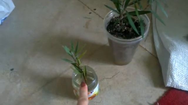 Каллистемон. Черенкование, укоренение | Callistemon смотреть онлайн