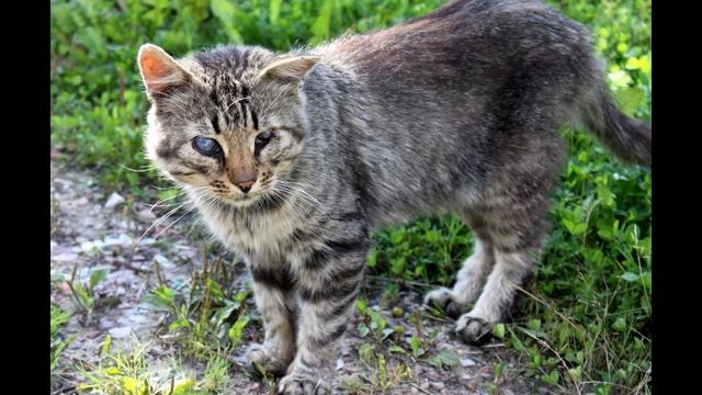 Мы за них в ответе смотреть онлайн