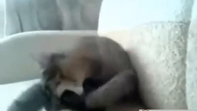 Белка.flv смотреть онлайн